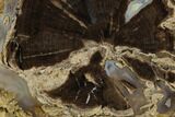 Polished Petrified Wood (Schinoxylon) Round - Wyoming #184837-1